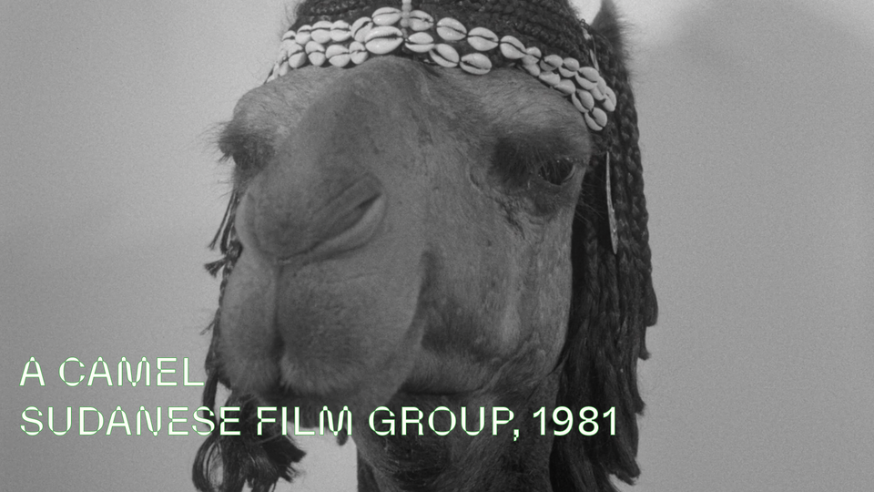 Stream A CAMEL at home