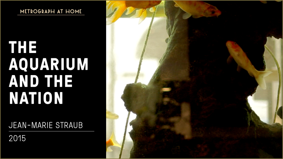 Stream THE AQUARIUM AND THE NATION at home